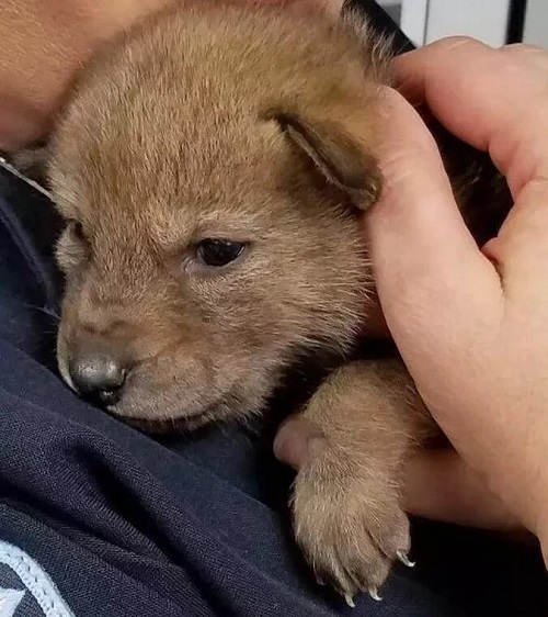 女孩在路边捡到一只小狗，邻居看到后发现不对劲，劝她赶紧丢掉！