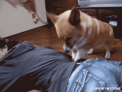 最新研究表明：养狗狗的人更幸福，坏情绪全没了