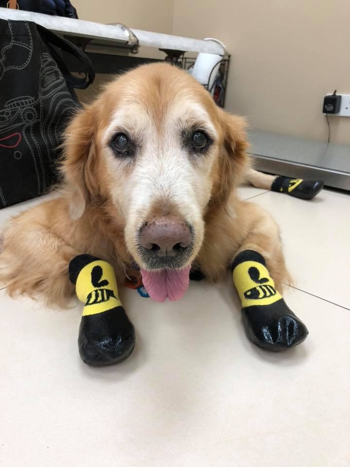 老金毛患淋巴癌，兽医告知还剩一个月，妈妈研读600页英文书救命