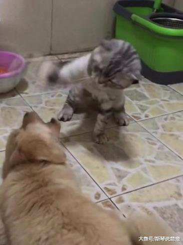 趁狗妈不在，猫咪使劲收拾小奶狗，主人在一旁笑到不能自理！