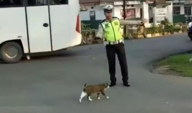 人间处处有真情！这位交警引导猫咪过马路的举动实在是太帅了！
