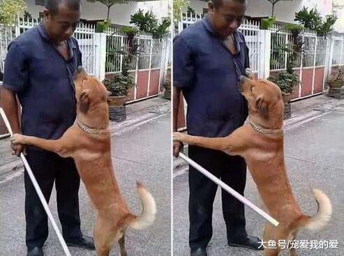 主人抱起狗狗的时候，为什么它就不敢动了？原因有5个