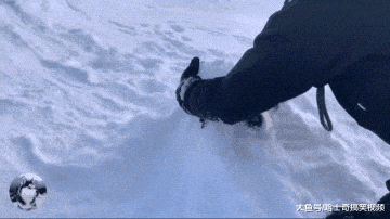 主人帶狗狗來玩雪，結果卻把它當“道具”，汪：怎么又是我