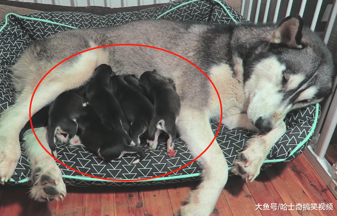 二哈生下10只孩子，结果它想不明白了，看着小奶狗发呆