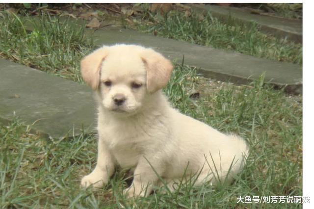 善良的女人捡了一只小狗，带回家收养，小狗长大后：猪狗不如？