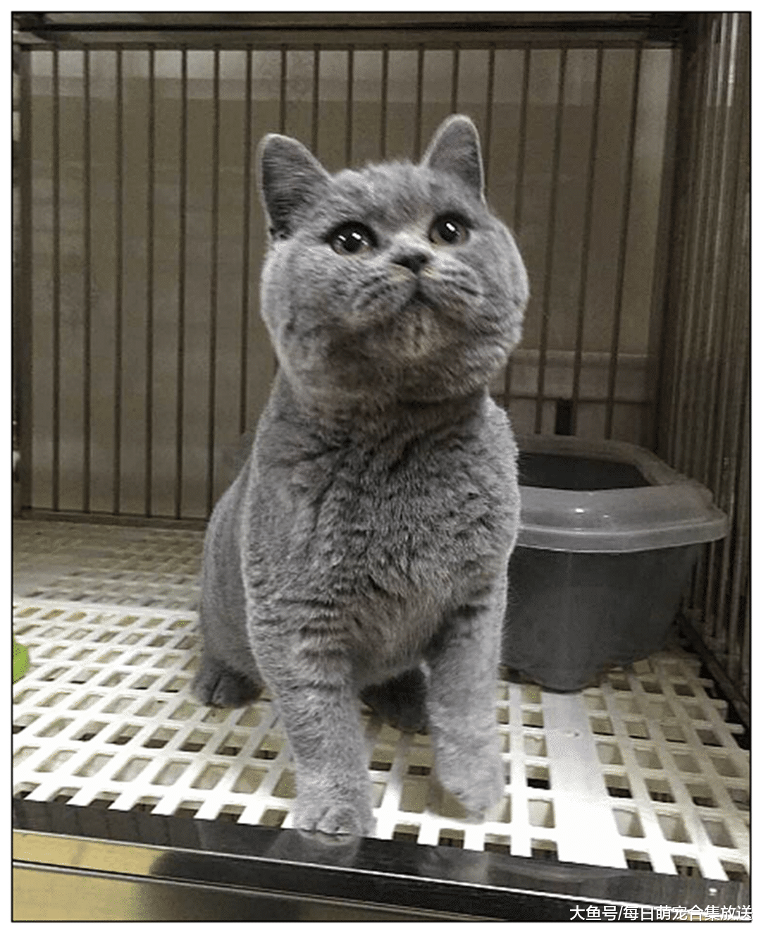 主人出门忘给蓝猫留猫粮，下班后急忙赶回家，开门一看直接愣住了