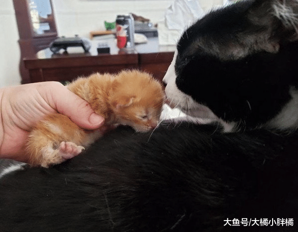 刚出生小猫被小鸟抓伤，流浪猫妈妈温馨照顾，小猫：感谢有您陪伴