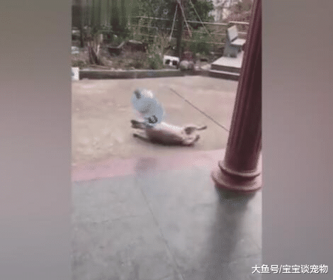 狗狗被扔到外面过夜，早上发现好像冻了，一水桶测真假！