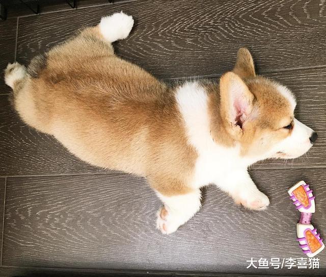 辟谣，短腿柯基也会患有关节炎吗？过度肥胖正是导致骨骼病的主因