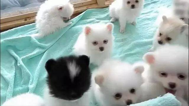 生了一窝崽，其中一只竟然是黑色的……这位狗妈妈有点懵！