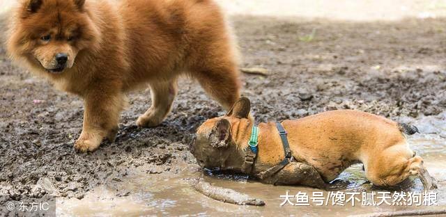 养狗，我劝你不要选“松狮”，掉毛多只是其中一个理由！