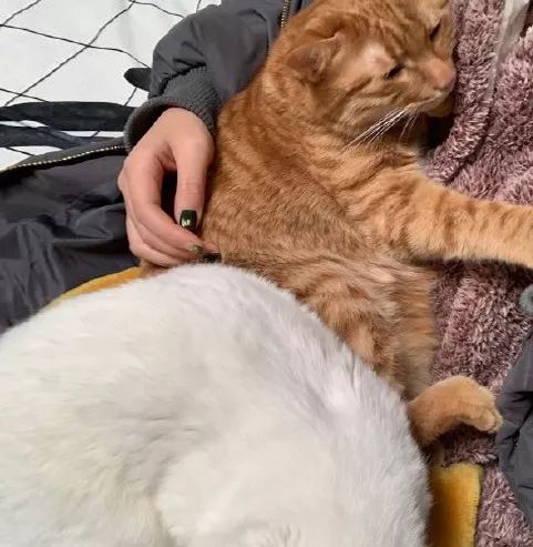 报告老板！我之所以迟到，都是因为被猫封印了！