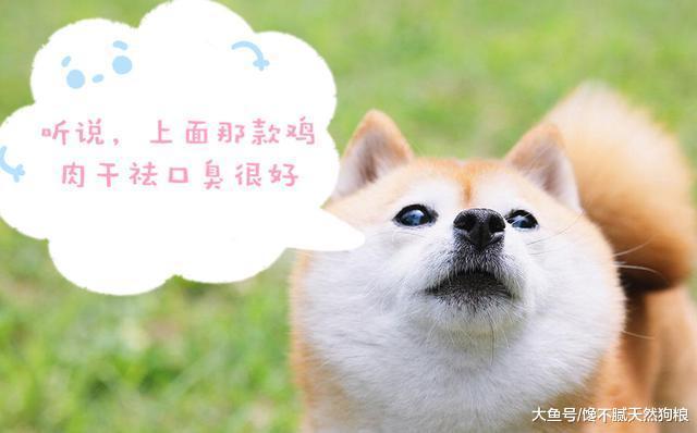 不瞒你说“低智商”的狗狗, 才会做这5件事, 请对号入座!