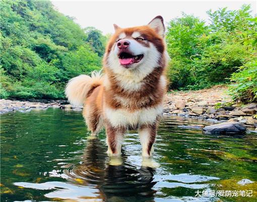 阿拉偶遇“农村恶霸”，本想会有一场恶战，结果却不是狗子的对手