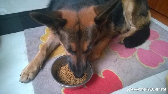 德国牧羊犬的饲养要点，你需要了解这几点