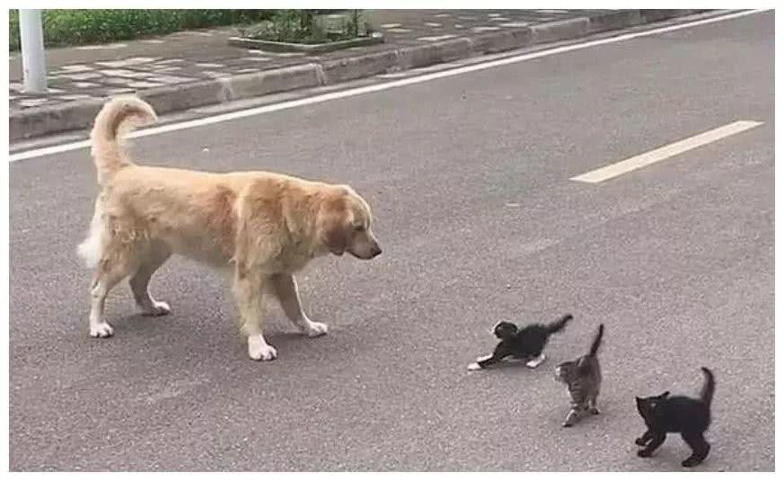 金毛自由活动时，被3只小奶猫唬住了，真是够尴尬的！