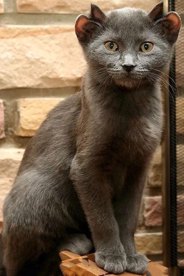 流浪猫因长有四只耳朵被抛弃，铲屎官好心收养后收获萌猫