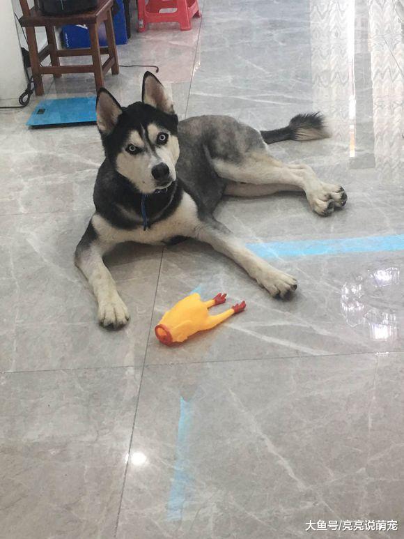 二哈刚回家又要主人和它一起玩，主人把它给骂走了……