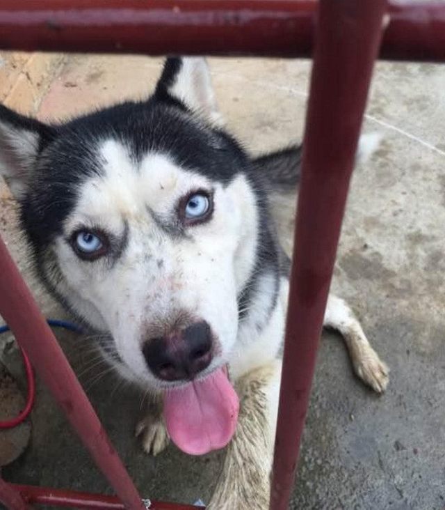 男子将二哈送回农村，没想到几天之后全村都知道了!