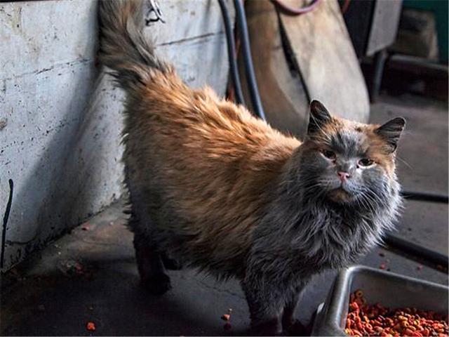 橘猫在车站守岗，8年没洗澡全身脏兮兮，了解原因后默默给它点赞