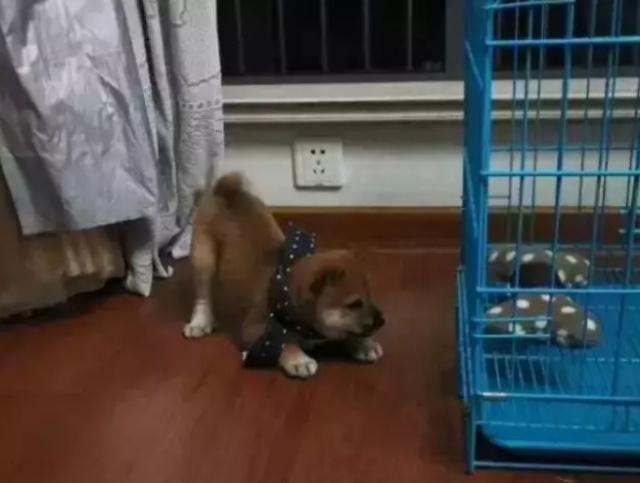 朋友在路边花30元买了一只土狗, 网友看到却说赚大了