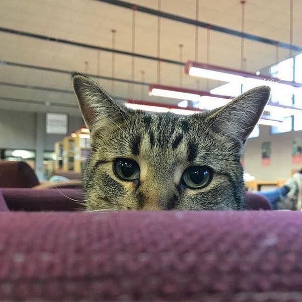 大学聘请新图书管理员, 只卖萌不干活, 猫咪管理员吸引学生多读书