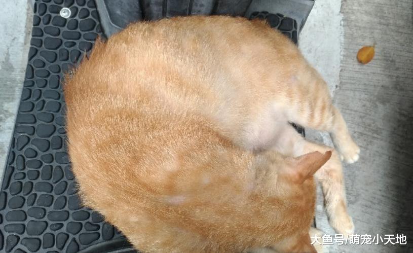 虎斑猫放哨左摇右晃狂打盹，一旁橘猫趴着睡死：菜鸟加油