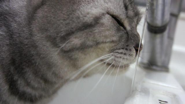 猫咪饮水并非越干净就越好，三种水源将令爱猫患病！