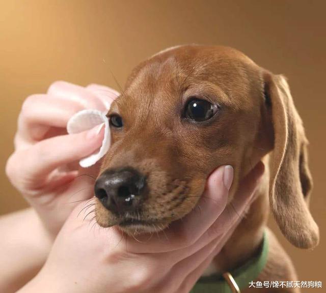 千万不要随便把狗狗送人, 会有5个严重后果, 它们真的很伤心!