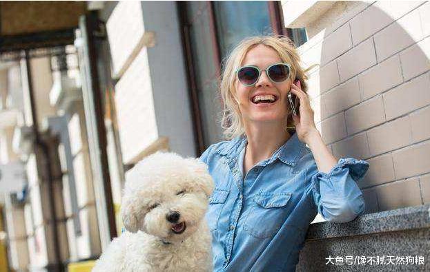 比熊犬的寿命很短, 但做好这6点, 可以适当延长几年的寿命!
