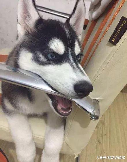 男子喝醉后抱着二哈化妆，当它看到镜子内的自己，二哈瞬间崩溃！