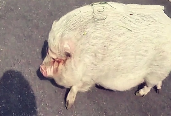 奶奶养了一头猪舍不得吃，2年后儿子进猪圈，眼前的画面很无语！