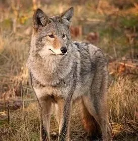 捡到小土狗交给了警察，兽医瞧了半天：你捡的可不是狗啊