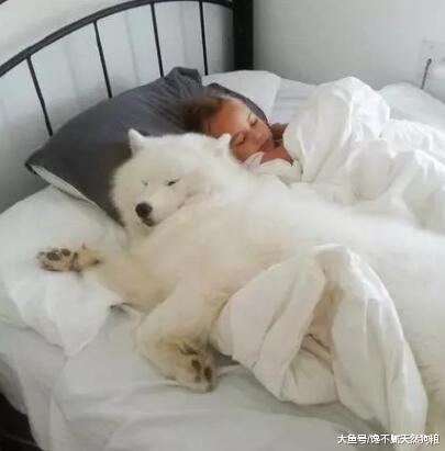 原來薩摩耶犬這么“可怕”，難怪養的人少！