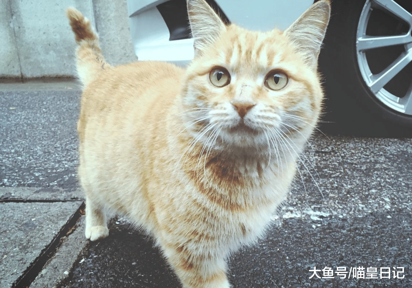 喵星人最喜歡這五種鏟屎官，快檢查一下你是不是其中之一呢？