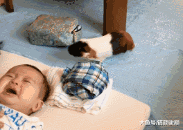 宝宝哭了没人管，荷兰猪忙跑来安慰，还责备主人：怎么当爹妈的？