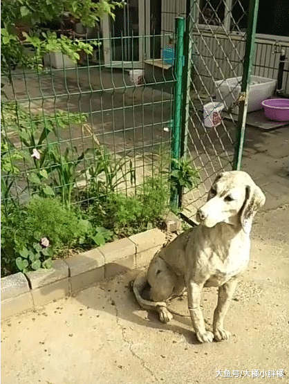 小狗的妈妈被逮捕，看见雕塑以为是妈妈，即使晒的难受也不愿离开