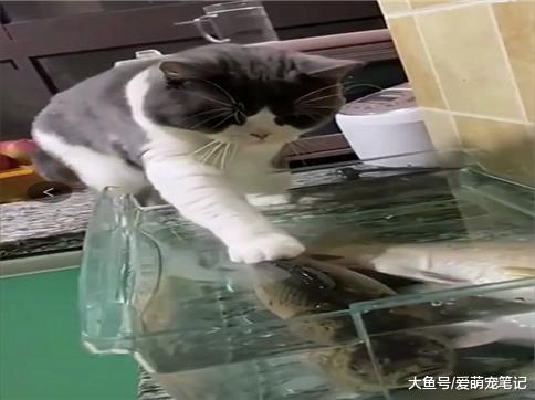 英短: 鱼留给主人, 我只尝一下汤的味道, 网友: 心有鱼而力不足啊