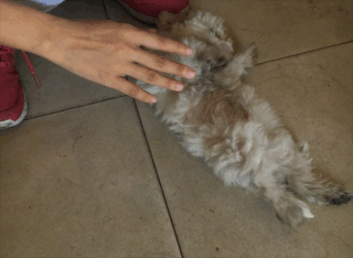 2个月大小遭遗弃，流浪20多天无人理，我与一只流浪狗的故事