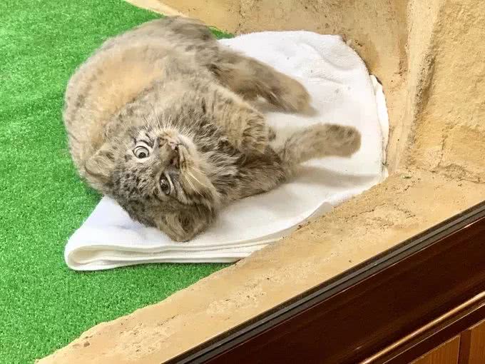 铁憨憨兔狲，每天不是卖萌就是偷窥对面的小熊猫…