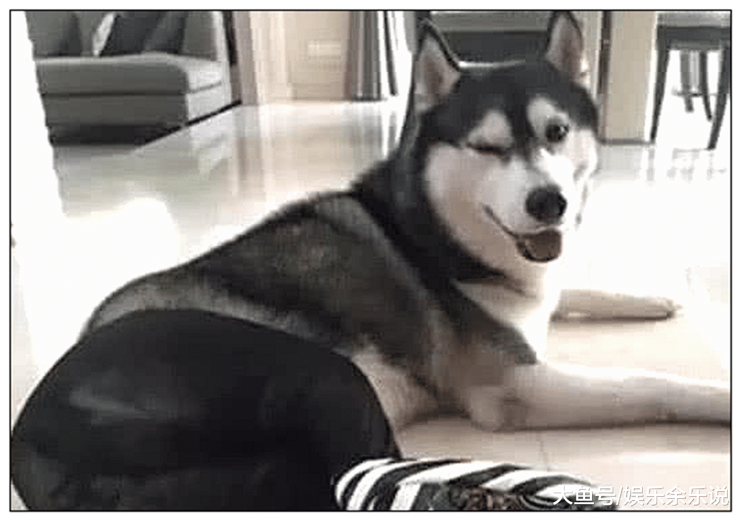 男主回老家，把二哈交给女友照顾，隔天视频看到狗子时直接愣住了