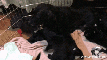 拉布拉多生了8只娃，结果6只都没人要，感觉喝奶方式就不对