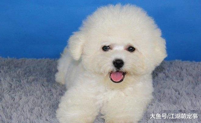 如果你想养比熊犬，那么劝你养一个公的