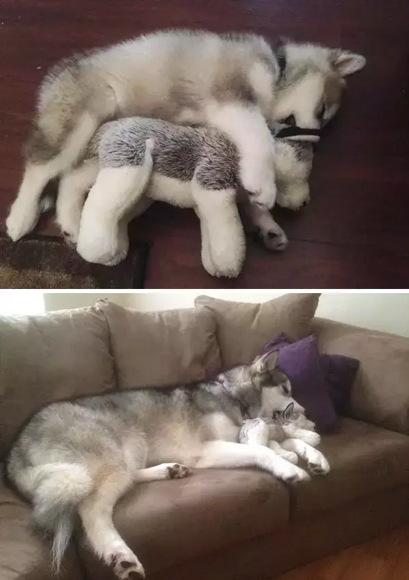 抱著毛絨玩具睡覺的萌寵們