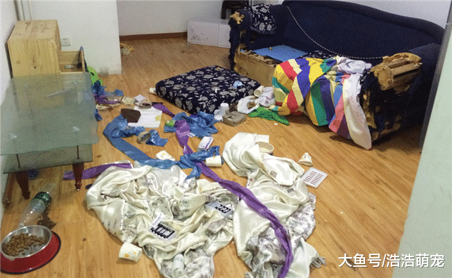 别被金毛乖巧的外表欺骗了, 它拆起家来, 一点都不比二哈差!