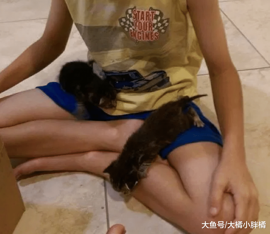 3只小猫咪掉进水沟里，小男孩用鱼兜捞出来，带回家得到奶奶表扬