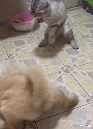 趁狗妈不在，猫咪使劲收拾小奶狗，主人在一旁笑到不能自理！