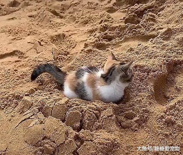 世界上最大猫砂盆，小猫将沙滩当做猫砂盆，主人：这猫砂钱省了！
