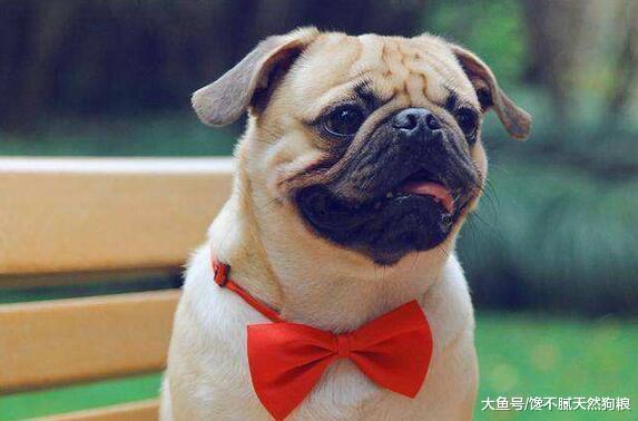 让巴哥犬的寿命更长，需要从细节抓起，这5点不能忽略