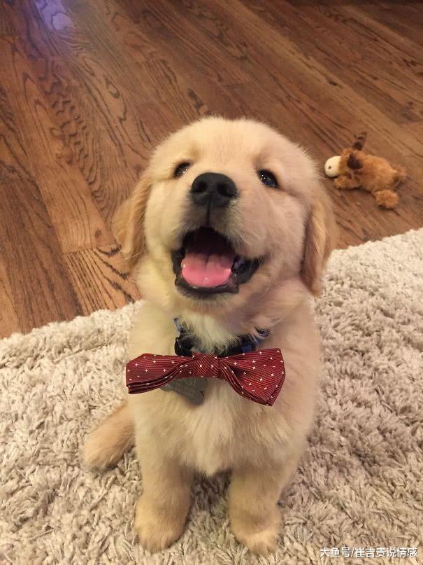 奇葩主人给金毛带牙套，原谅我不厚道地笑了，网友：你是认真的？